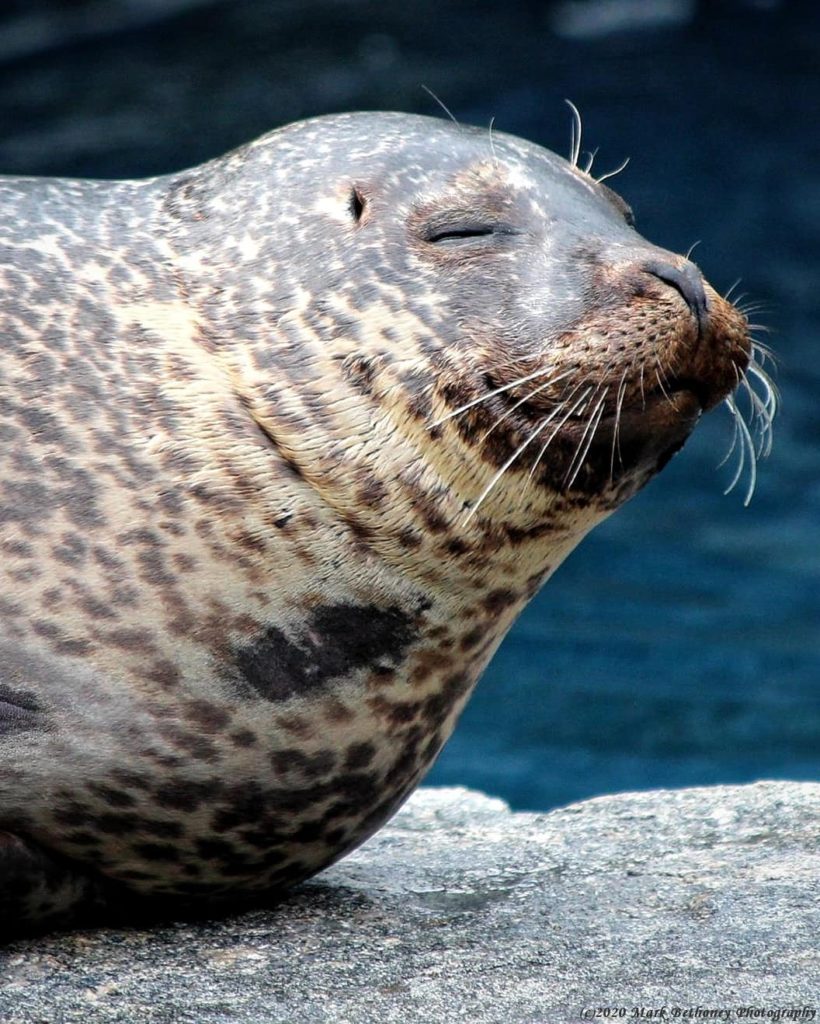 A seal smiles while basking on a rock.