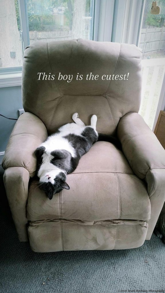 Carson the cat, sitting in an easy chair looking cute. Carson the cat, sitting in an easy chair looking cute.