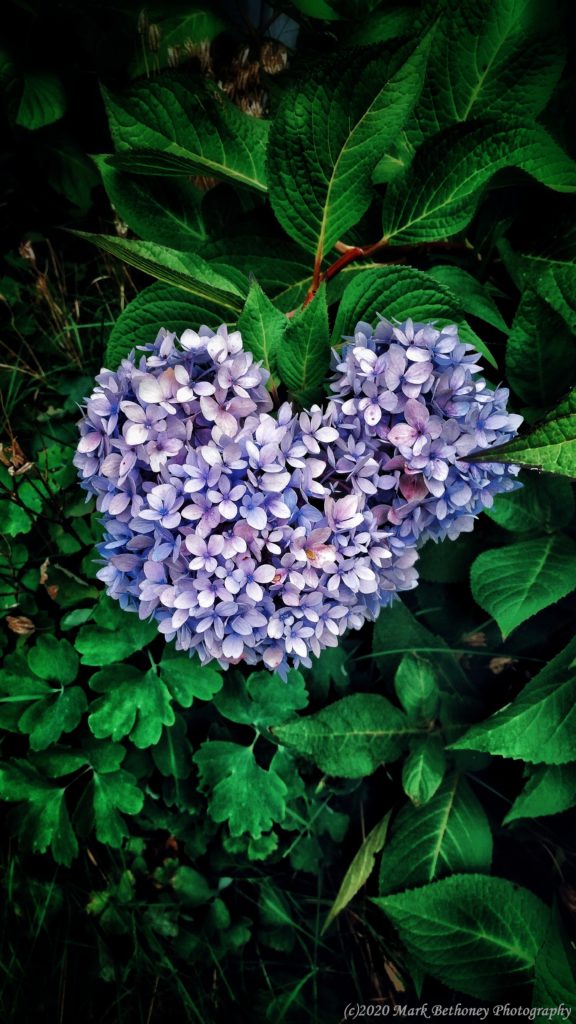Heart shaped Hydrangeas Heart shaped Hydrangeas