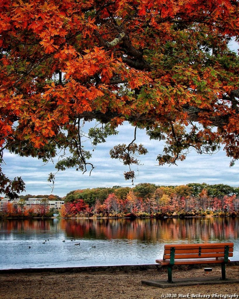 A bench scene in autumn with a fall covered tree canopy above it. A bench scene in autumn with a fall covered tree canopy above it.