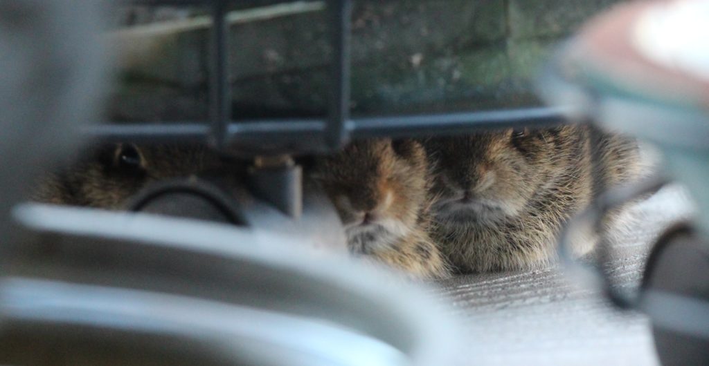 Three of the four baby bunnies huddling underneath the flowerpot. Three of the four baby bunnies huddling underneath the flowerpot.