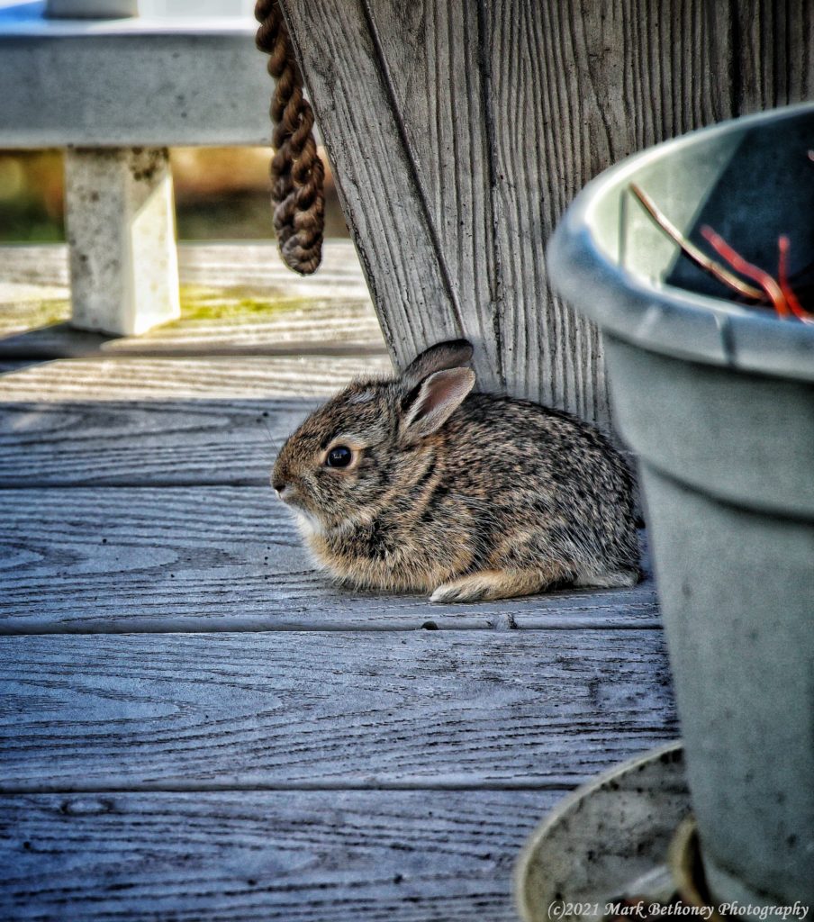 Baby Bunny coming out of the flowerpot for the first time, April 7, 2021. Baby Bunny coming out of the flowerpot for the first time, April 7, 2021.
